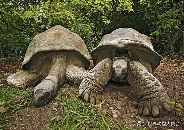 烏龜最長壽?那你是不知道有一種動物永生不滅