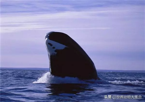 烏龜最長壽?那你是不知道有一種動物永生不滅