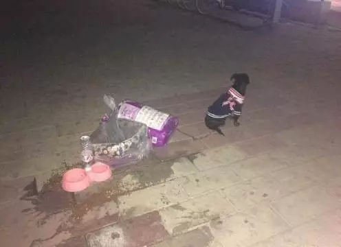 為了回家過年,就該拋棄狗狗嗎?農民工大哥的做法好暖心