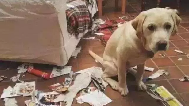 狗狗被主人揍為什麼不反抗?真的是因為愛主人嗎,還有這3個原因