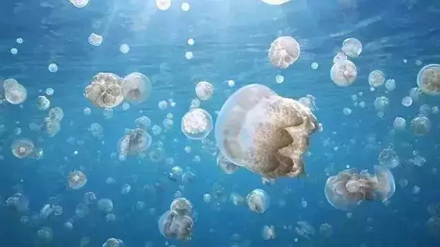路漫漫，動物遷徙的壯觀景象