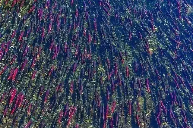路漫漫，動物遷徙的壯觀景象