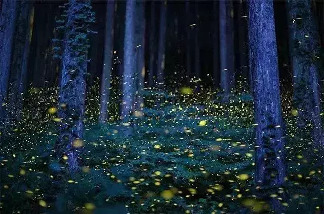 路漫漫，動物遷徙的壯觀景象