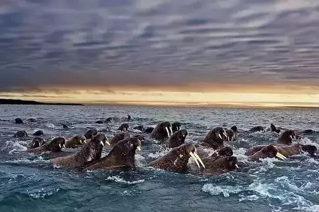 路漫漫，動物遷徙的壯觀景象