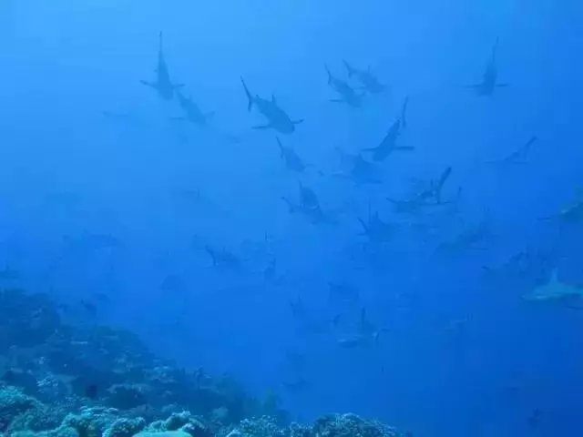 路漫漫，動物遷徙的壯觀景象