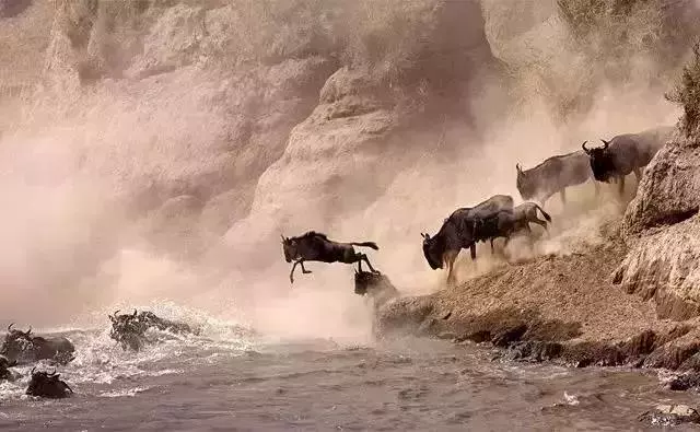 路漫漫，動物遷徙的壯觀景象