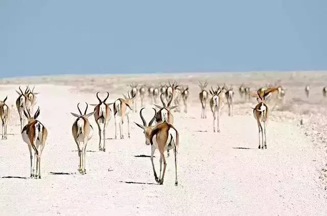 路漫漫，動物遷徙的壯觀景象