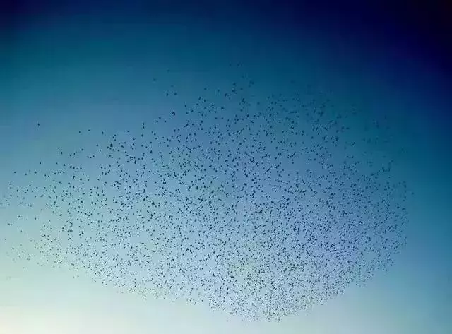 路漫漫，動物遷徙的壯觀景象
