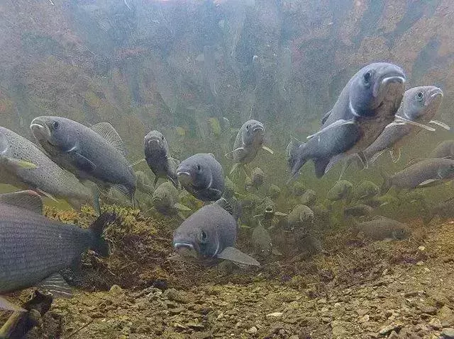 路漫漫，動物遷徙的壯觀景象