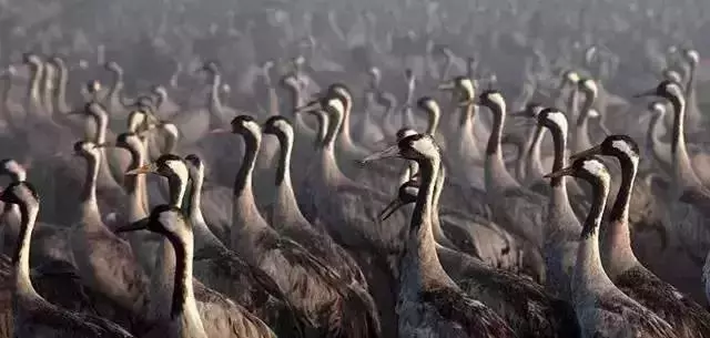 路漫漫，動物遷徙的壯觀景象