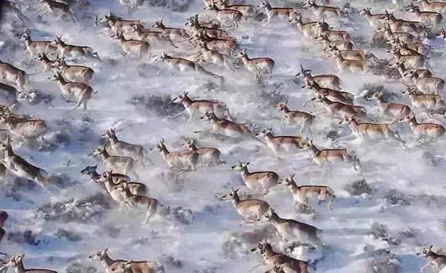 路漫漫，動物遷徙的壯觀景象