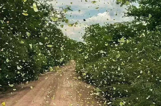 路漫漫，動物遷徙的壯觀景象
