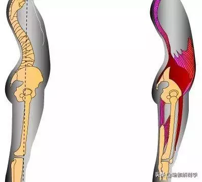 腰肌勞損,腹部無力?這6個經典的動作要常練!(附動圖)