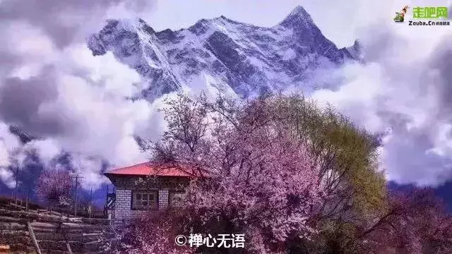 林芝最美的季節即將來臨,這一份超全賞花攻略,請收好!