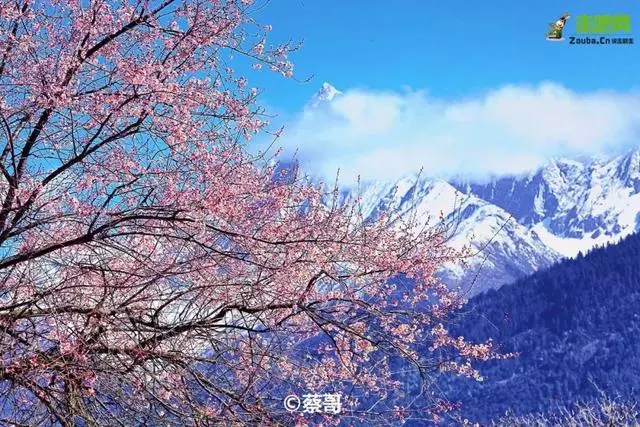 林芝最美的季節即將來臨,這一份超全賞花攻略,請收好!