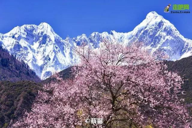 林芝最美的季節即將來臨,這一份超全賞花攻略,請收好!