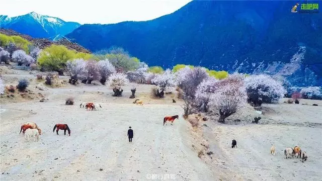 林芝最美的季節即將來臨,這一份超全賞花攻略,請收好!