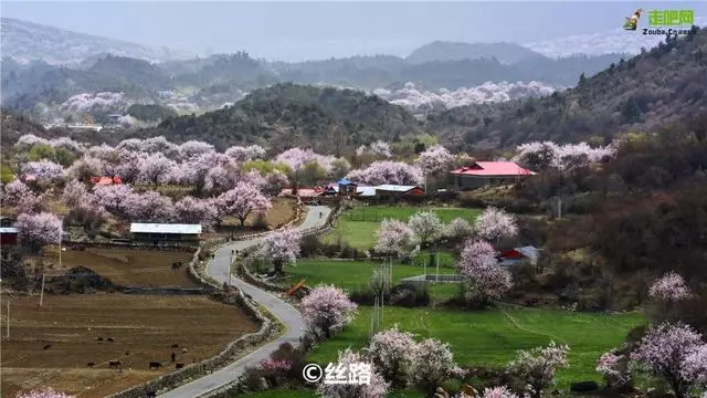 林芝最美的季節即將來臨,這一份超全賞花攻略,請收好!