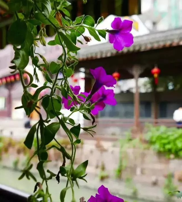 又挖到7個江南秘境古鎮!小眾又安靜,想去隱居一段時間