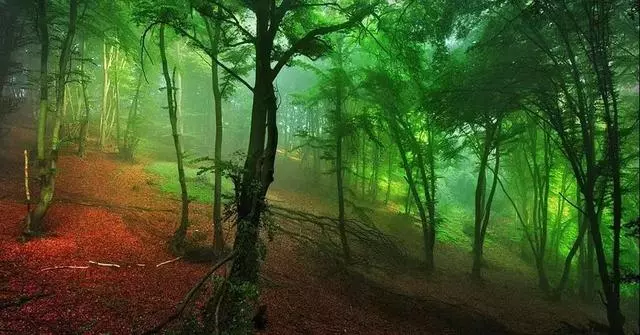 他是色盲,卻拍出了最驚艷的世界
