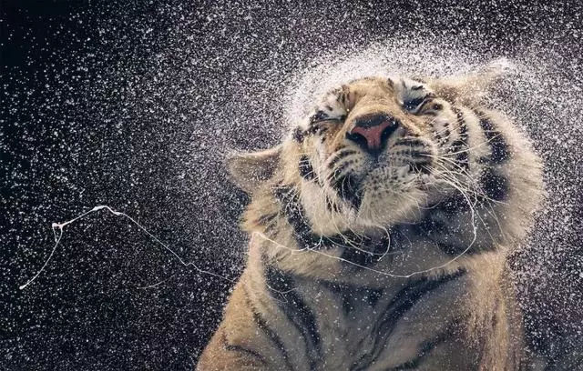 動物的辛酸,看錶情它們好像知道了什麼