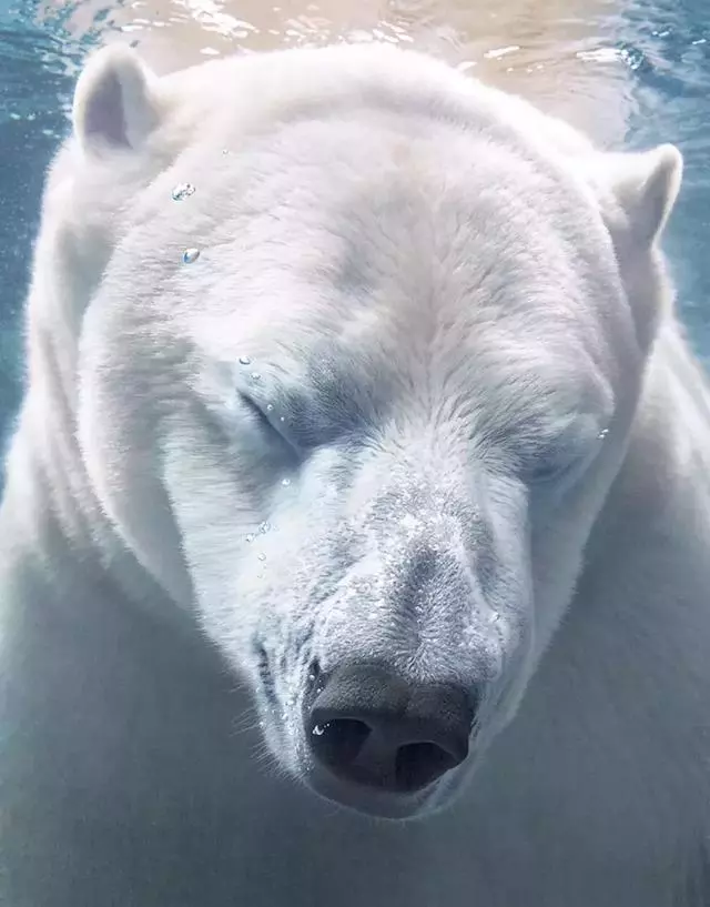 動物的辛酸,看錶情它們好像知道了什麼