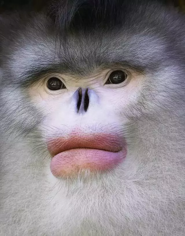 動物的辛酸,看錶情它們好像知道了什麼