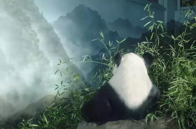 動物的辛酸,看錶情它們好像知道了什麼