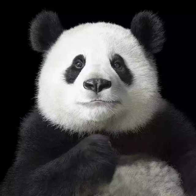 動物的辛酸,看錶情它們好像知道了什麼
