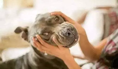 狗狗對主人的愛有深有淺,分5個等級,你是在哪個級別?