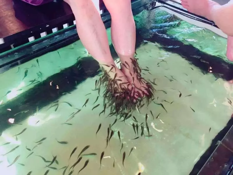 男子做魚療卻泡身體+尿尿 5分鐘後「全部魚都往生了」