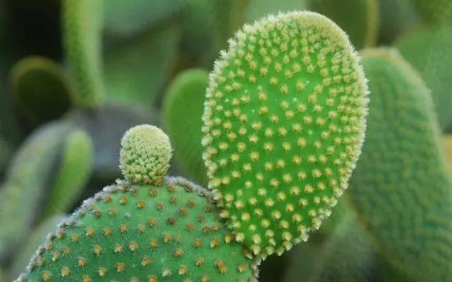 一棵仙人掌,可治滑膜炎、膝關節紅腫脹,1~2天紅腫消退,家有腿腳不好的要試試