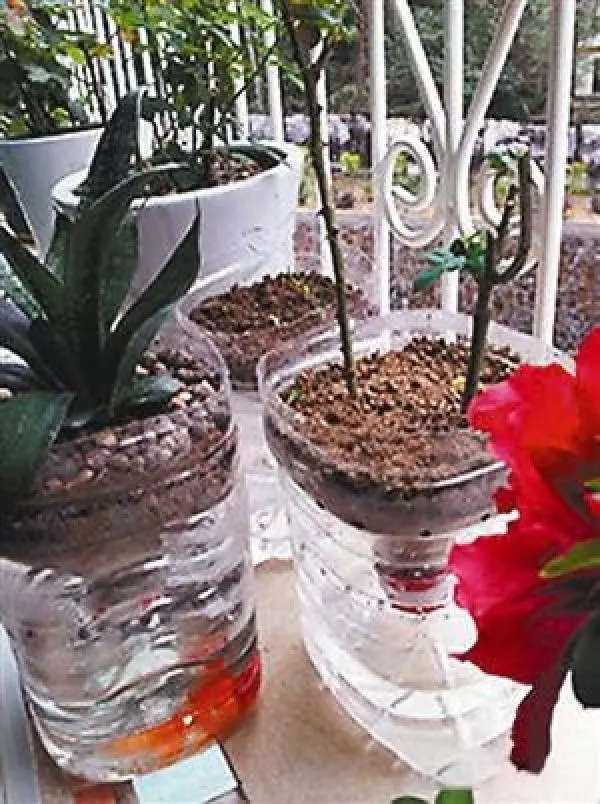 早知道寶特瓶養花種菜這麼爽,還買什麼花盆呢!