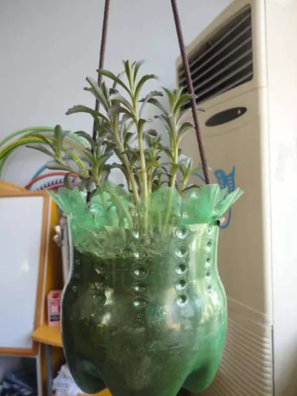 早知道寶特瓶養花種菜這麼爽,還買什麼花盆呢!