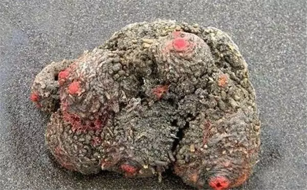 他切開這一顆怪石竟發現「裡面在蠕動」!原來它是.....價值比「3隻波士頓龍蝦」還昂貴!