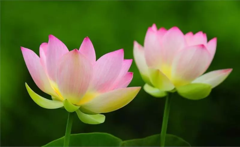 佛說:命好不好看口德,沒口德的人,命好也會變壞