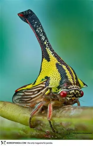 「來自地獄的蛇」「通體湛藍的魚」 這些神奇動物你見過嗎?(各種奇特生物大盤點)