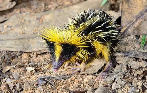 「來自地獄的蛇」「通體湛藍的魚」 這些神奇動物你見過嗎?(各種奇特生物大盤點)
