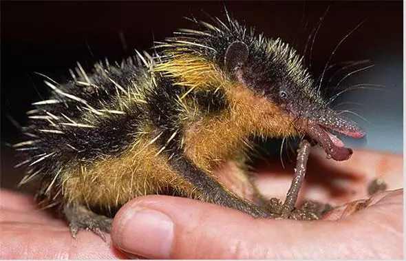 「來自地獄的蛇」「通體湛藍的魚」 這些神奇動物你見過嗎?(各種奇特生物大盤點)