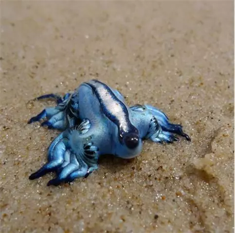 「來自地獄的蛇」「通體湛藍的魚」 這些神奇動物你見過嗎?(各種奇特生物大盤點)