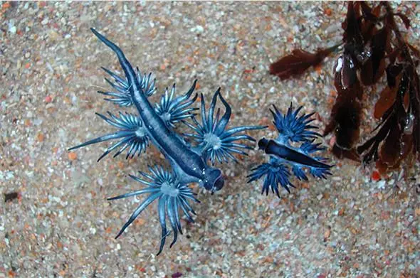 「來自地獄的蛇」「通體湛藍的魚」 這些神奇動物你見過嗎?(各種奇特生物大盤點)