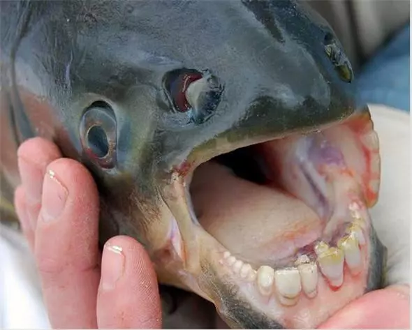 「來自地獄的蛇」「通體湛藍的魚」 這些神奇動物你見過嗎?(各種奇特生物大盤點)