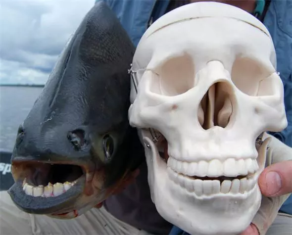 「來自地獄的蛇」「通體湛藍的魚」 這些神奇動物你見過嗎?(各種奇特生物大盤點)