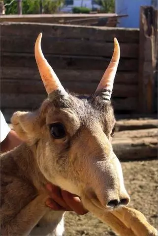 「來自地獄的蛇」「通體湛藍的魚」 這些神奇動物你見過嗎?(各種奇特生物大盤點)