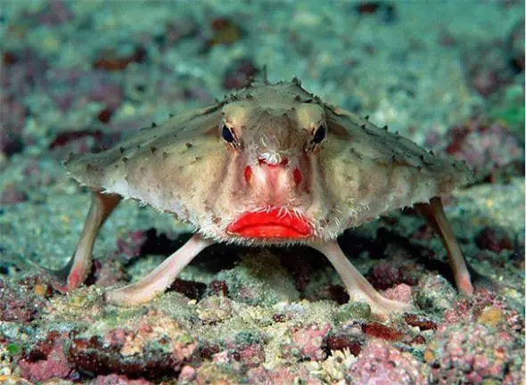 「來自地獄的蛇」「通體湛藍的魚」 這些神奇動物你見過嗎?(各種奇特生物大盤點)