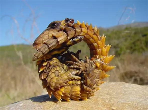 「來自地獄的蛇」「通體湛藍的魚」 這些神奇動物你見過嗎?(各種奇特生物大盤點)