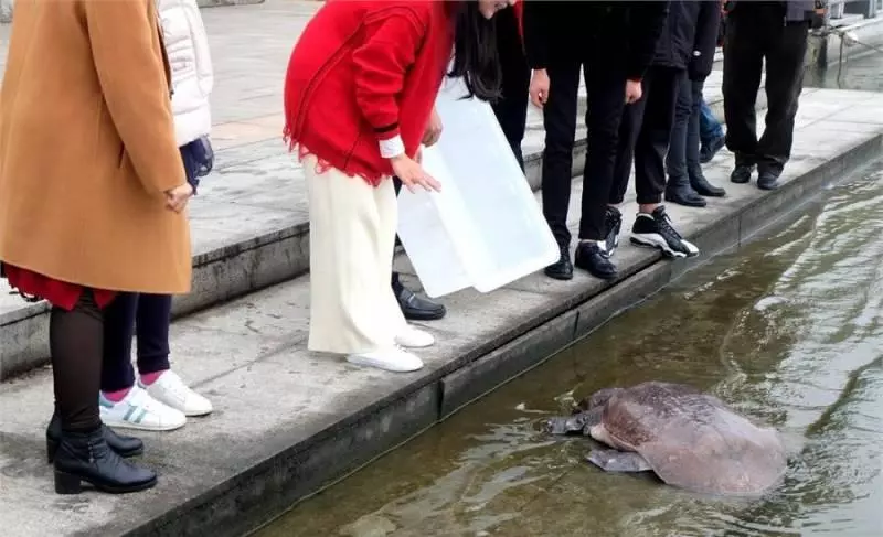 女子慶祝生日,買來一隻即將烹飪68斤重甲魚放生,獲救甲魚磕頭謝恩,畫面感人
