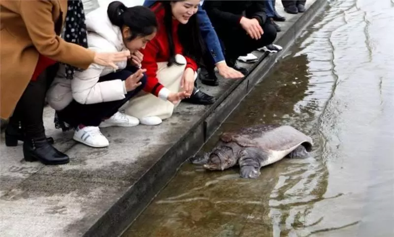 女子慶祝生日,買來一隻即將烹飪68斤重甲魚放生,獲救甲魚磕頭謝恩,畫面感人