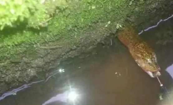 男子承包魚塘,在裡邊發現30年「魚王」!土豪用天價將其買下