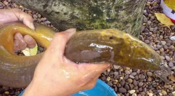 男子承包魚塘,在裡邊發現30年「魚王」!土豪用天價將其買下